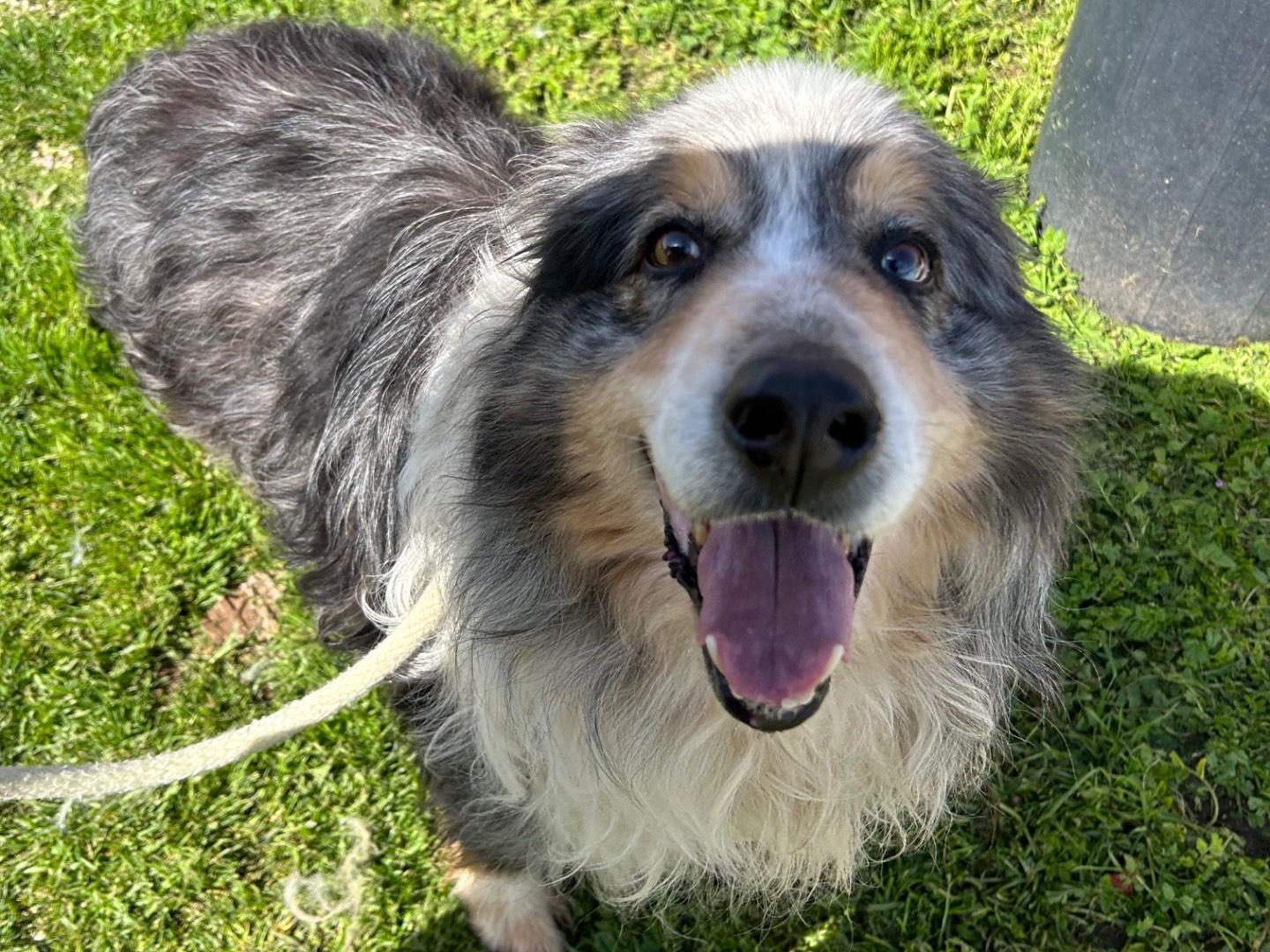 Adotta un cane, maschio, 3 anni  e 7 mesi , Latina