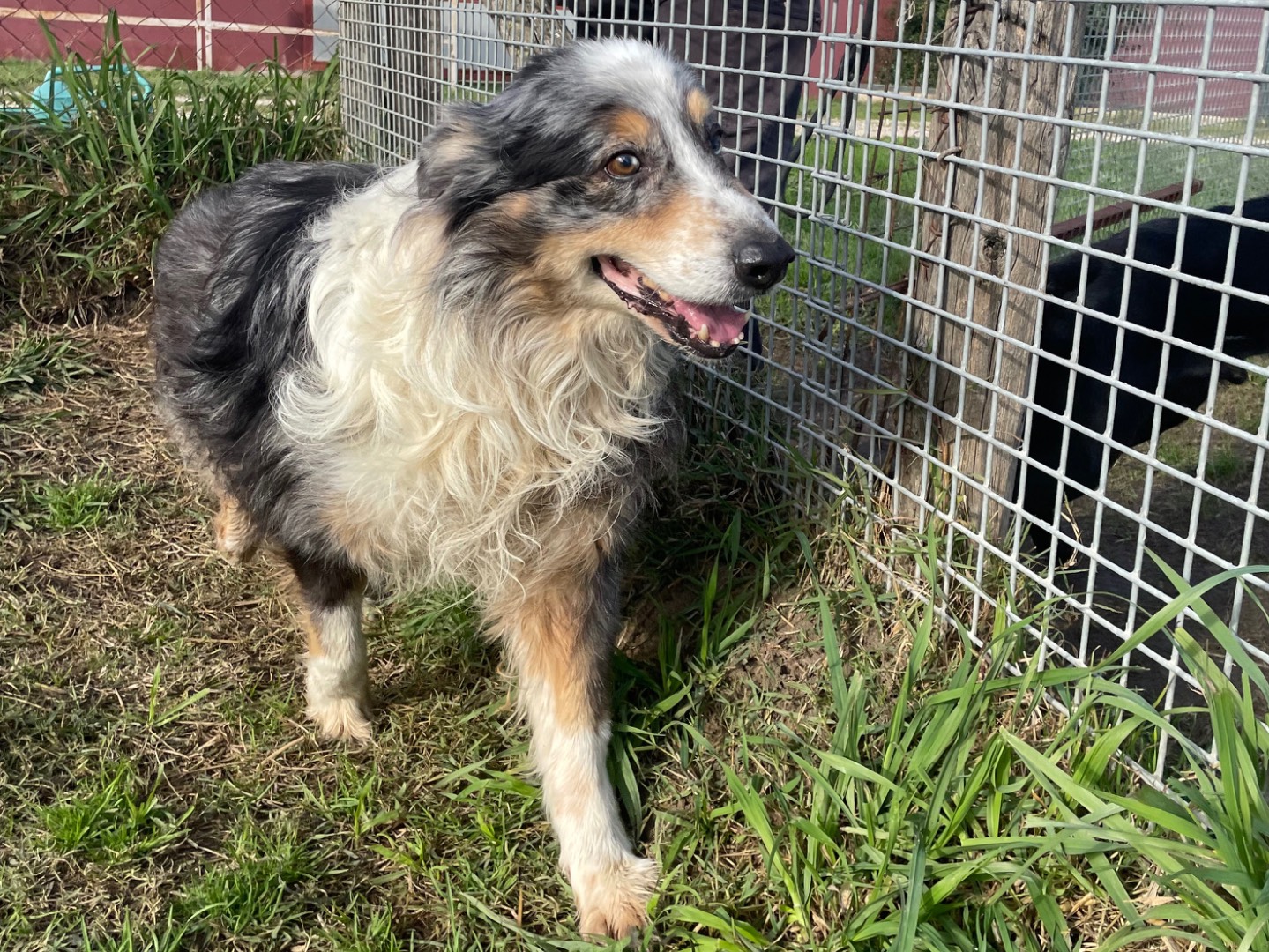 Adotta un cane, taglia media, maschio, Latina