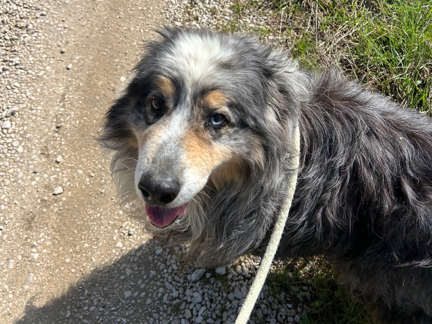 Adotta il cane Paul Newman a Latina