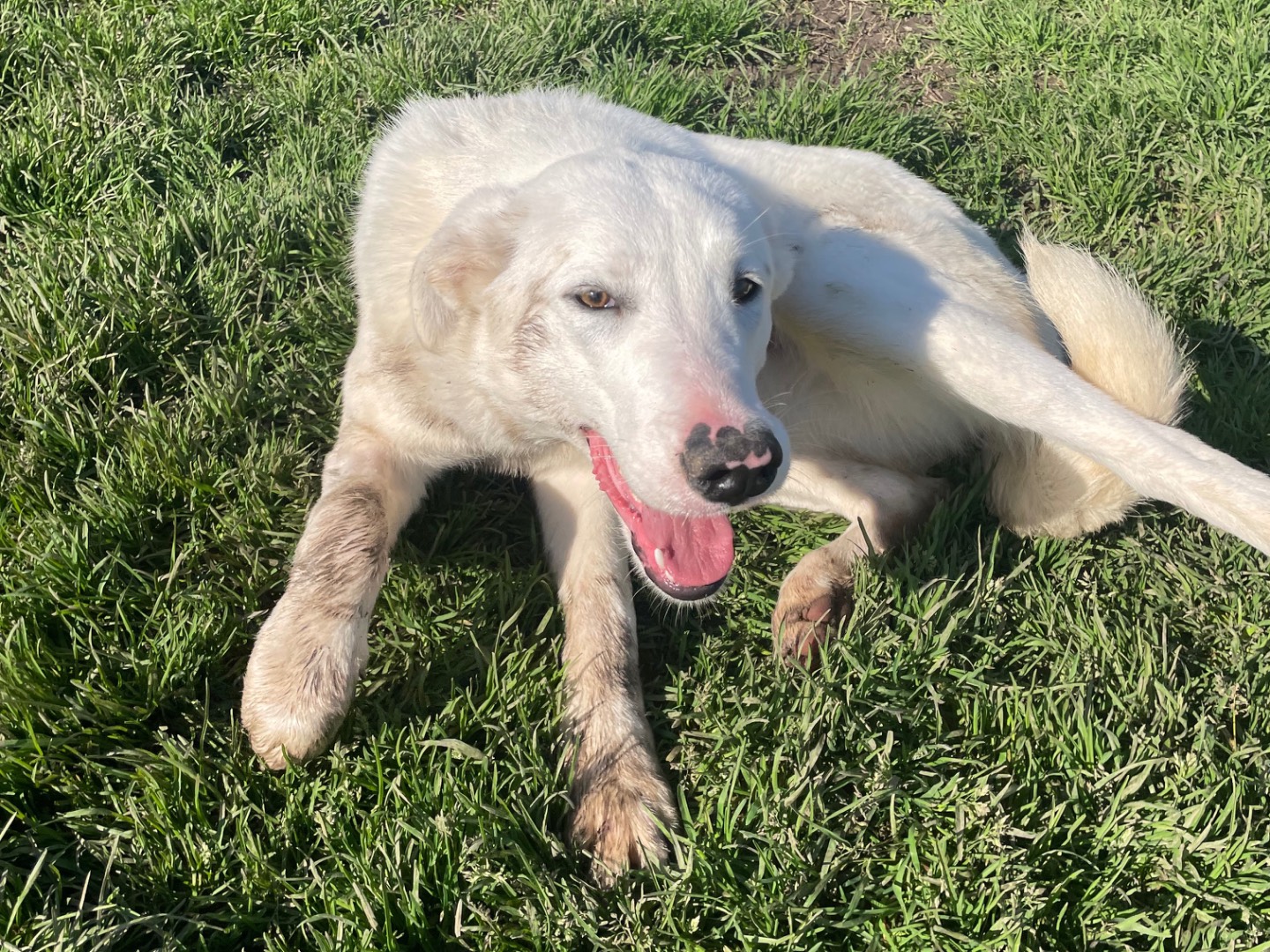 Adotta un cane, femmina, 11 mesi, Latina