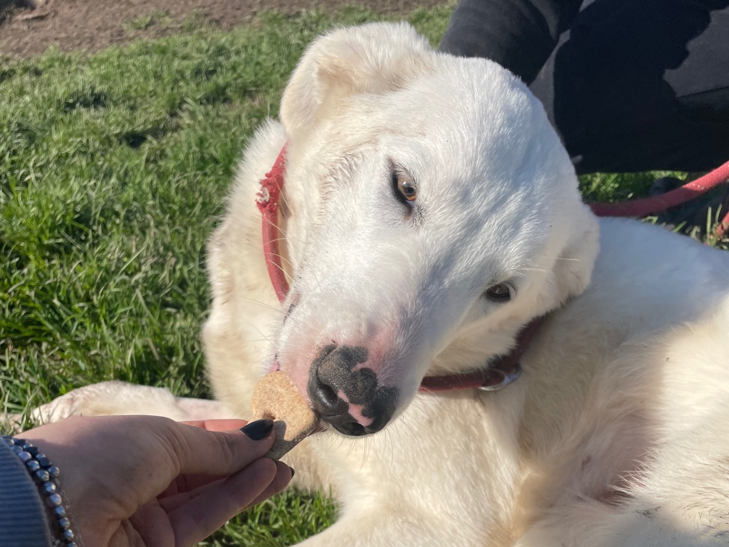 Vuoi adottare un cane a Latina?