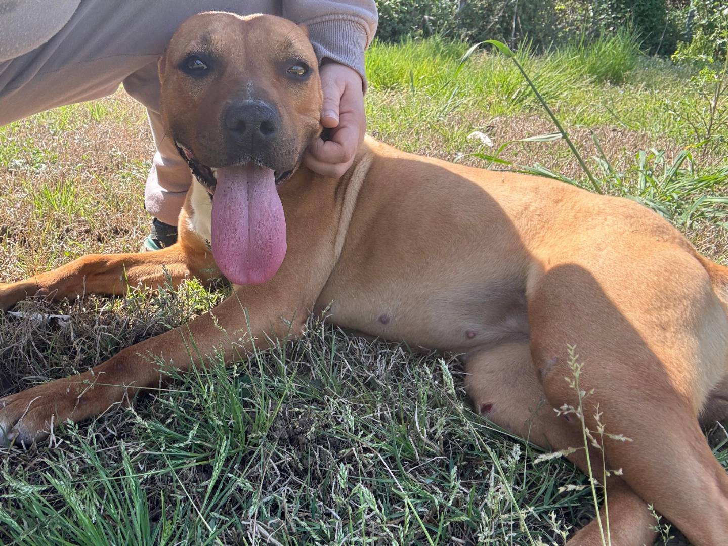 Adotta un cane, taglia media, femmina, Caserta