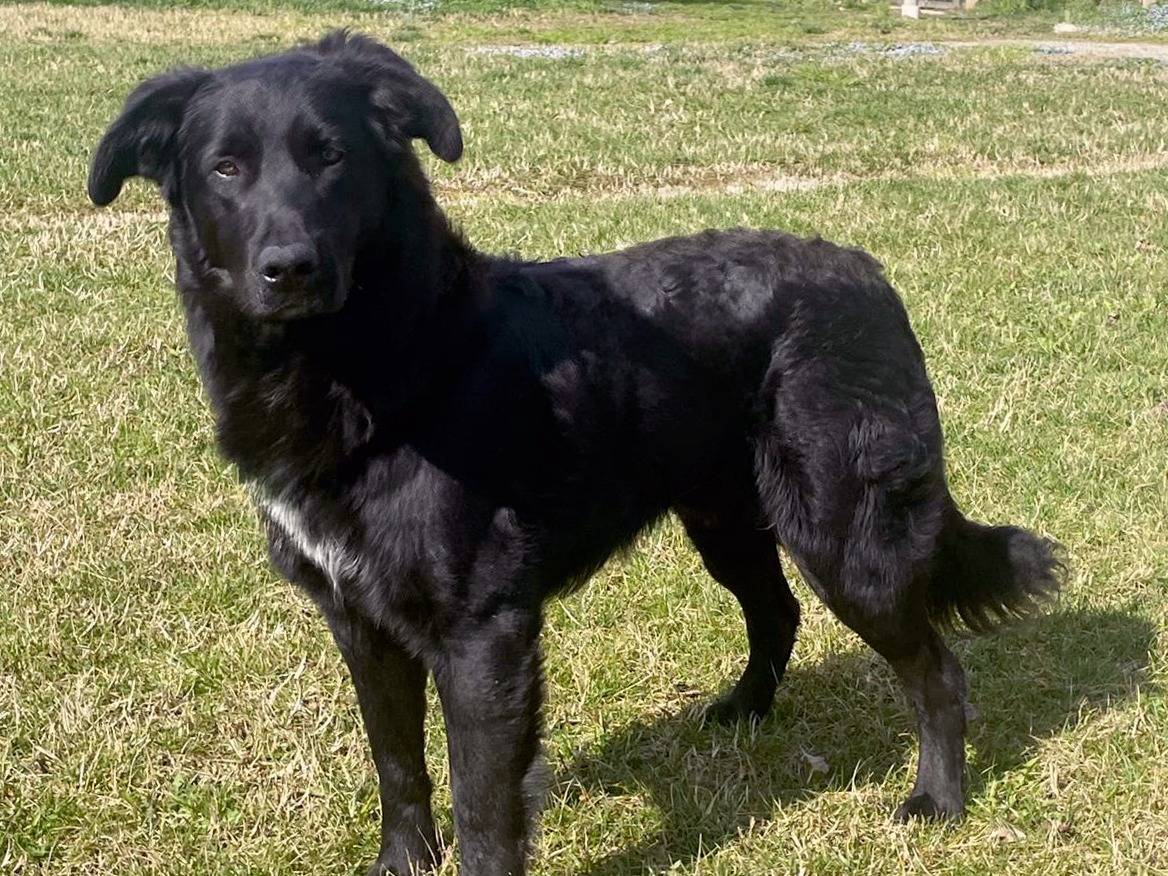 Adotta un cane, maschio, 1 anno e 1 mese, Pavia
