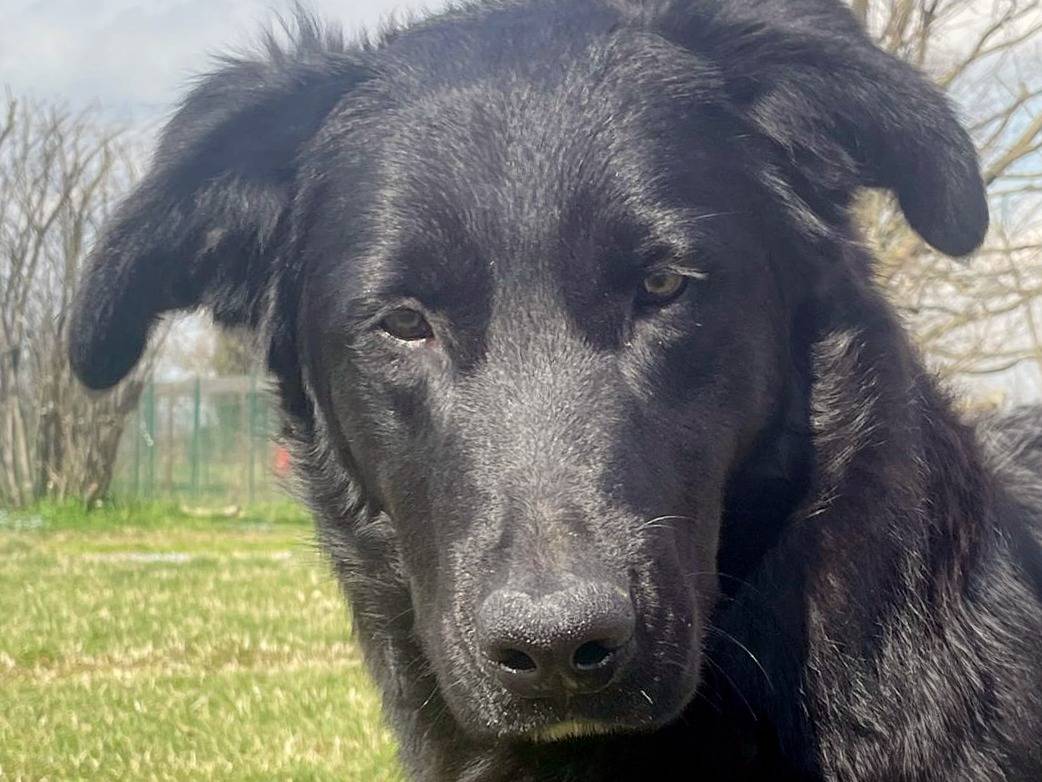 Adotta un cane, taglia grande, maschio, Pavia