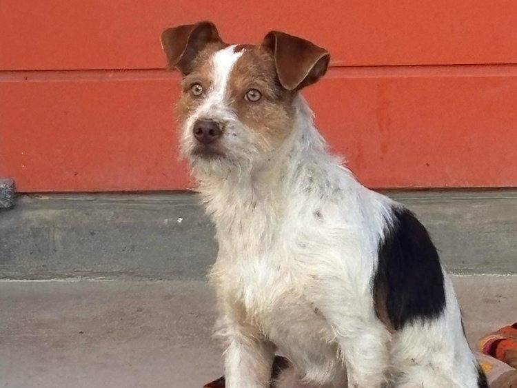 Adozione cane, maschio, Razza sconosciuta Razza sconosciuta, 10 mesi, taglia piccola, Pavia