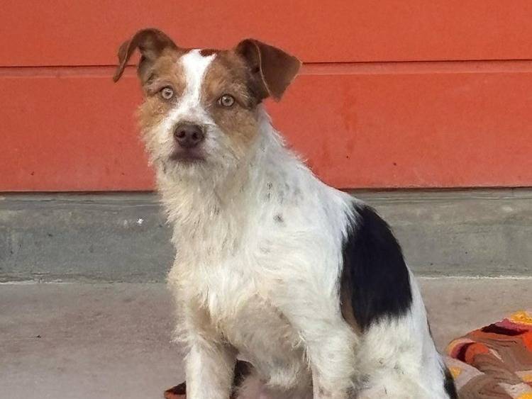 Adotta un cane, maschio, 10 mesi, Pavia