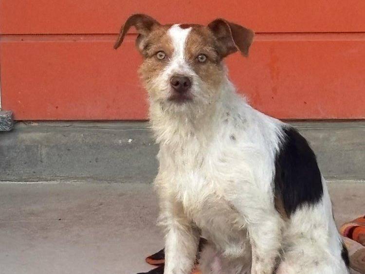 Adotta un cane, taglia piccola, maschio, Pavia