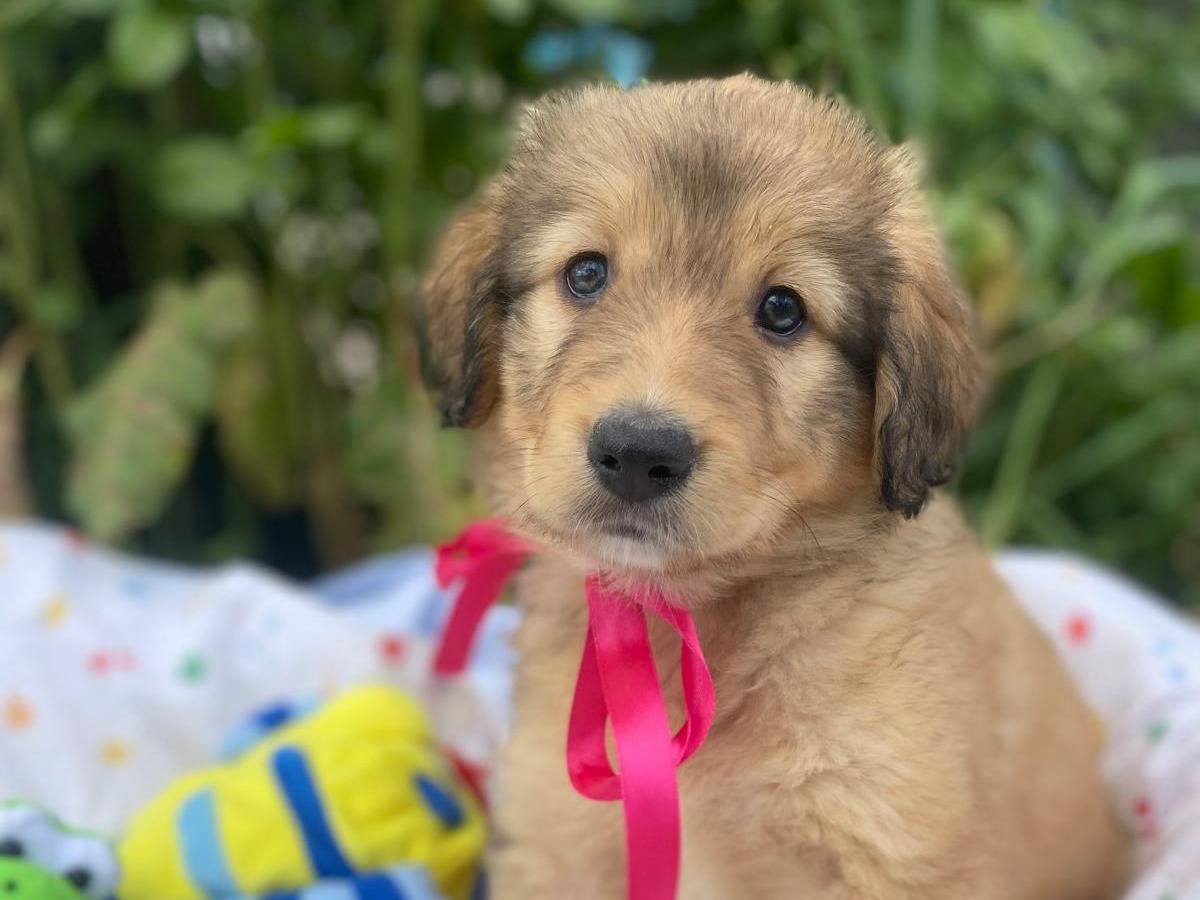 Adotta un cane, femmina, 2 mesi, Siracusa
