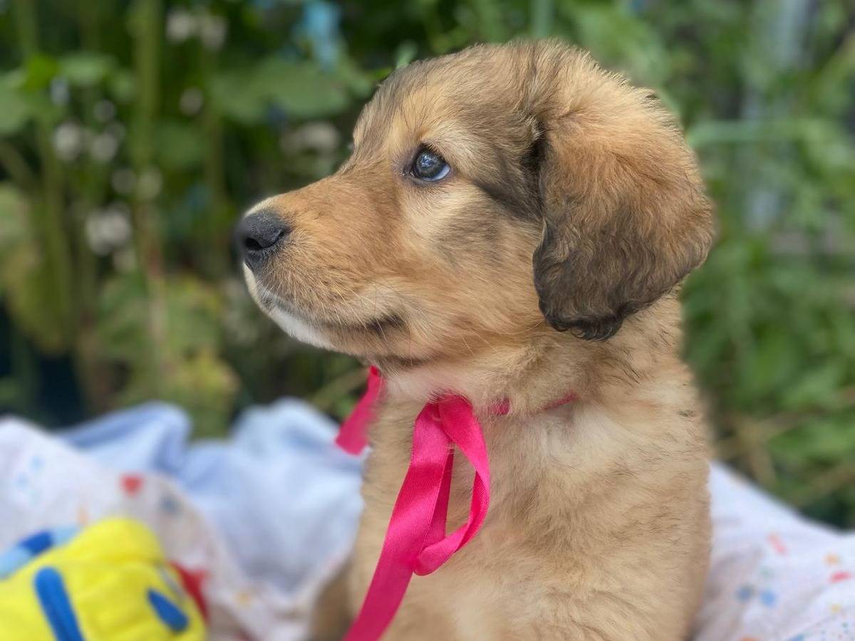 Adotta un cane, taglia media, femmina, Siracusa