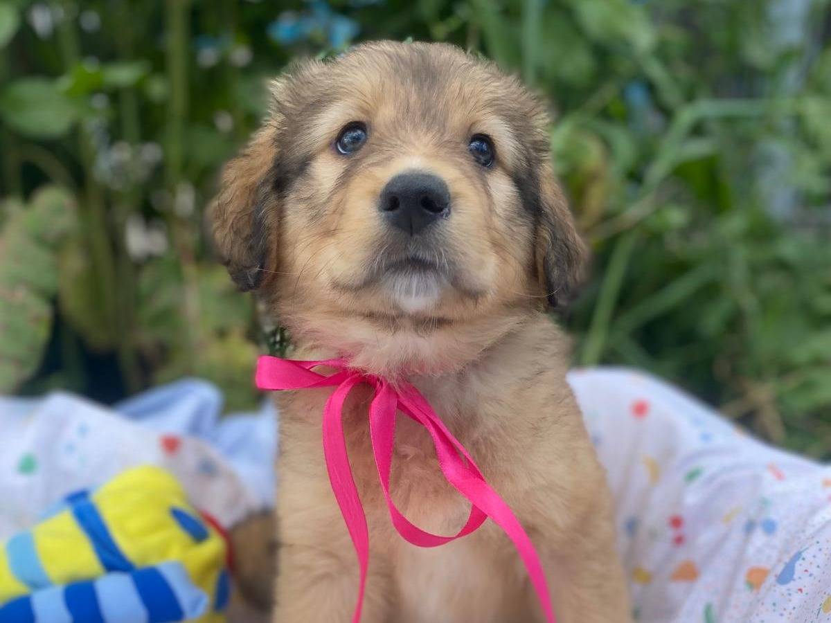 Vuoi adottare un cane a Siracusa?