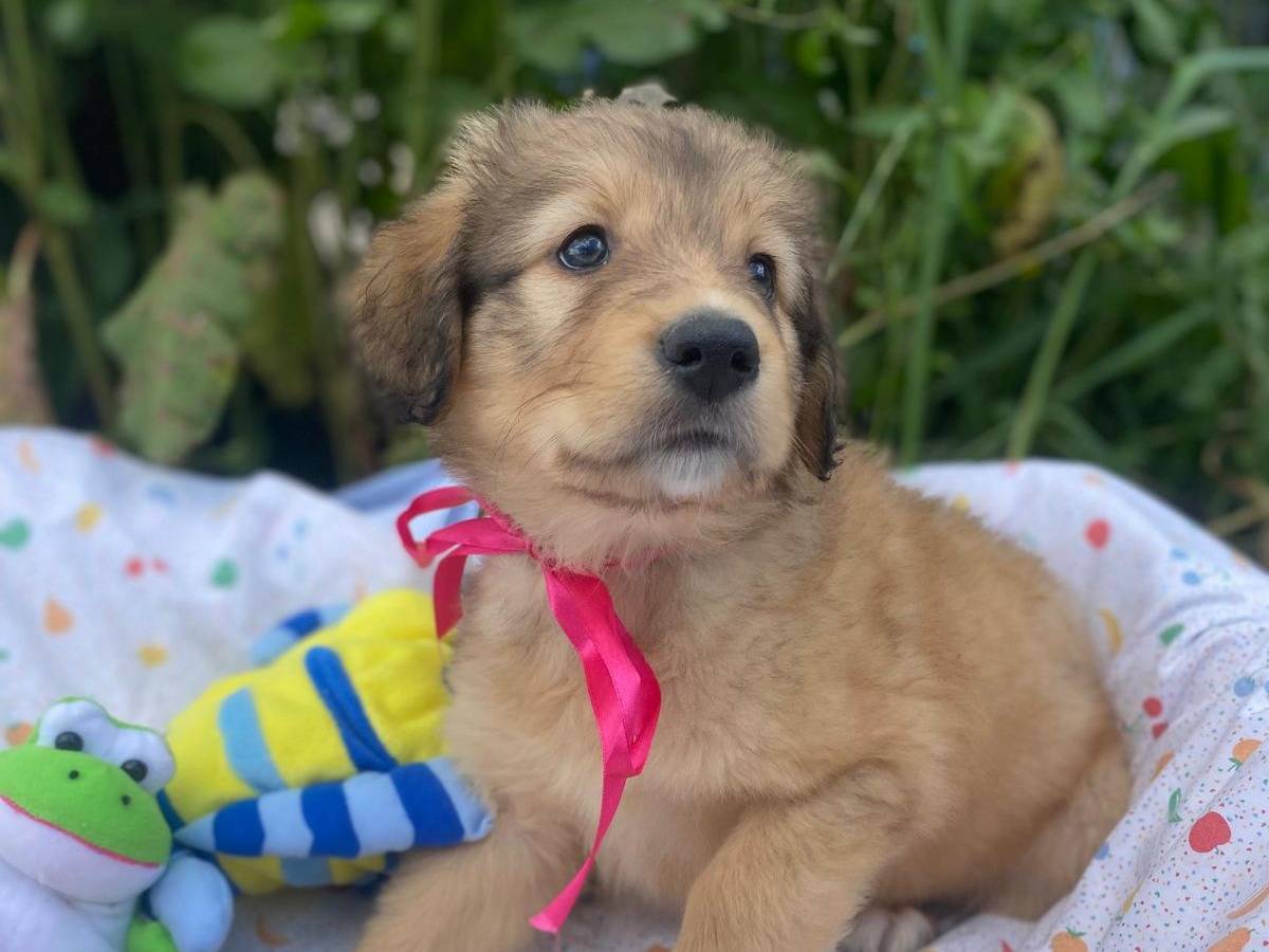 Adotta il cane Matilde  a Siracusa