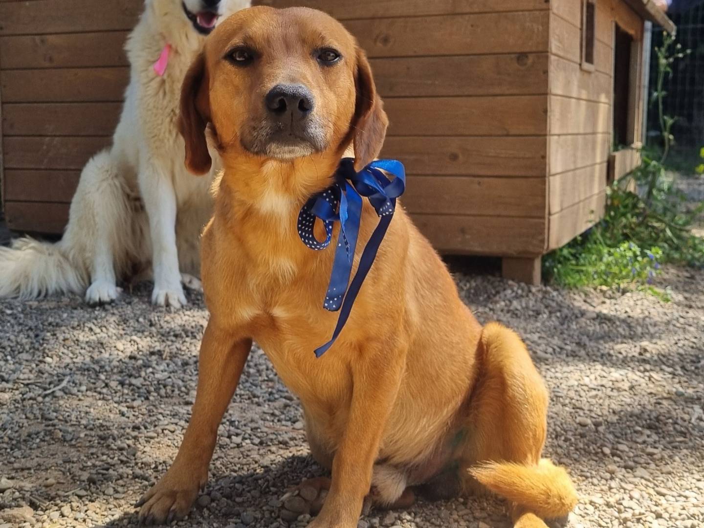 Adotta un cane, maschio, 3 anni  e 1 mese, Taranto