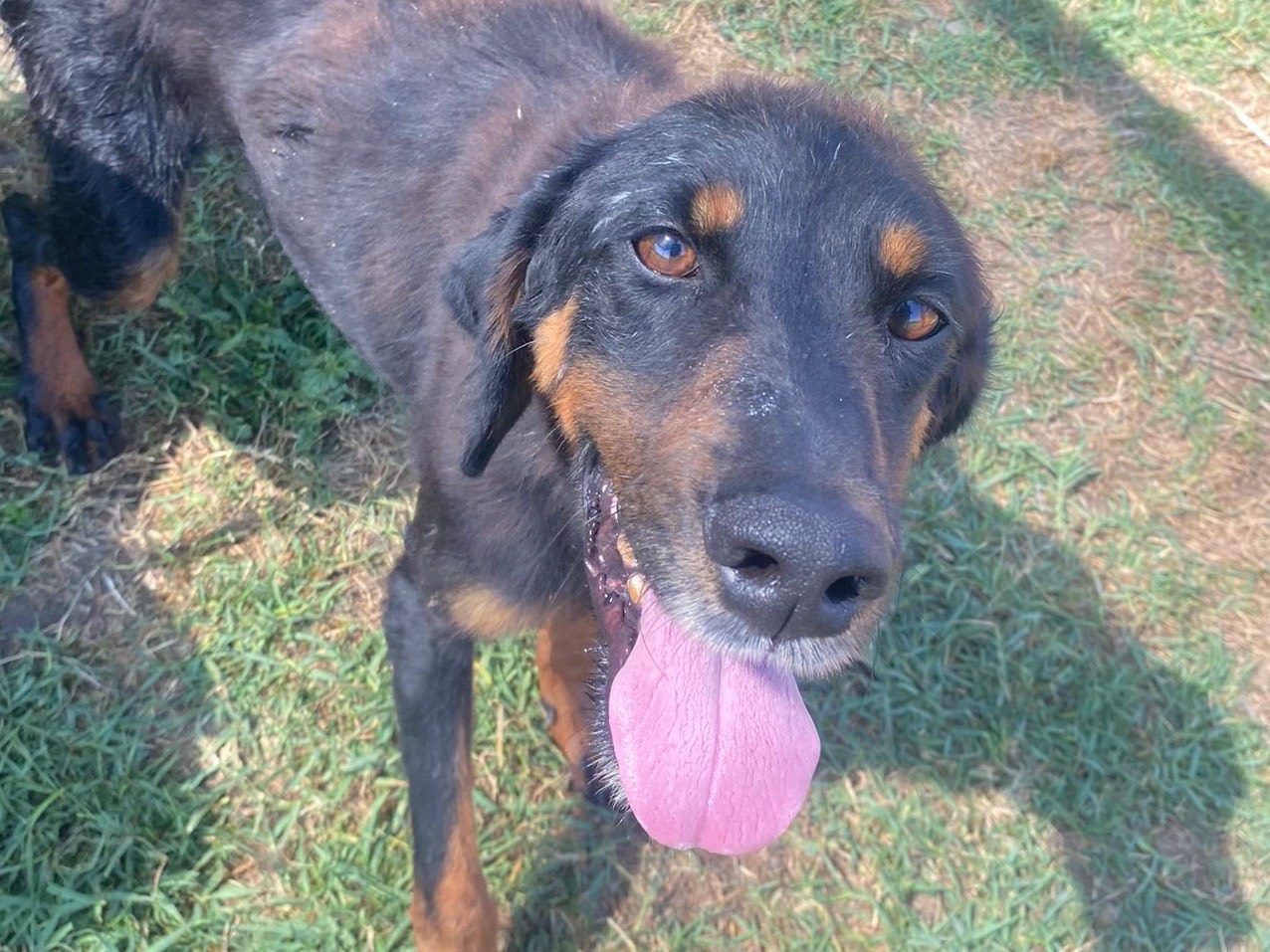Adozione cane, maschio, Razza sconosciuta Razza sconosciuta, 5 anni e 3 mesi, taglia media contenuta, Latina