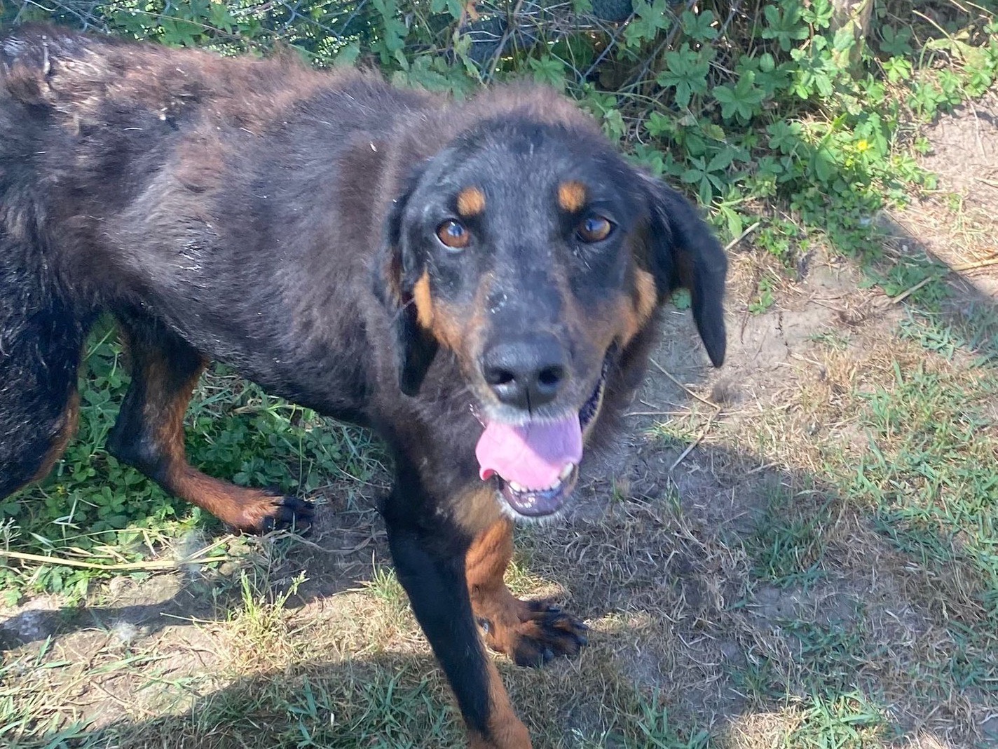 Adotta un cane, maschio, 5 anni e 3 mesi, Latina
