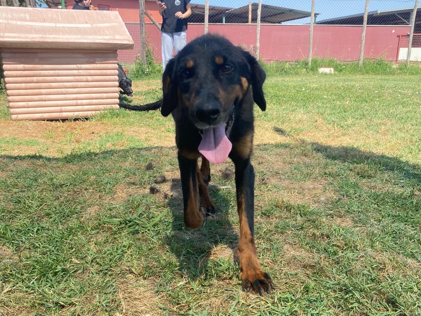 Adotta un cane, taglia media contenuta, maschio, Latina