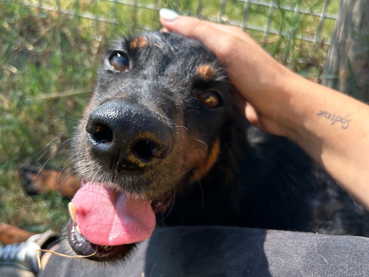 Vuoi adottare un cane a Latina?