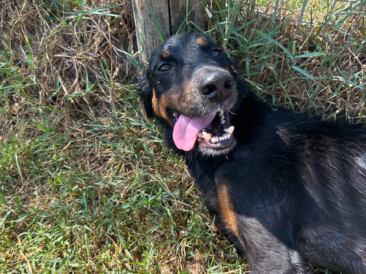 Adotta il cane Lucky a Latina
