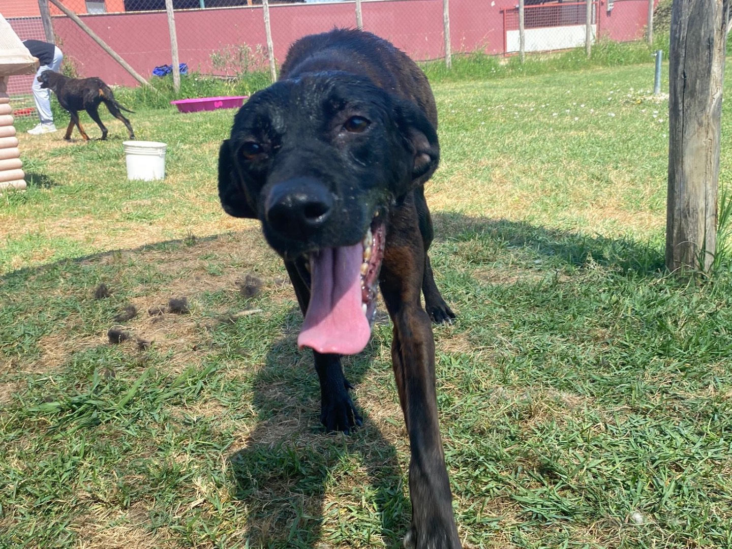Adotta un cane, femmina, 3 anni  e 11 mesi , Latina