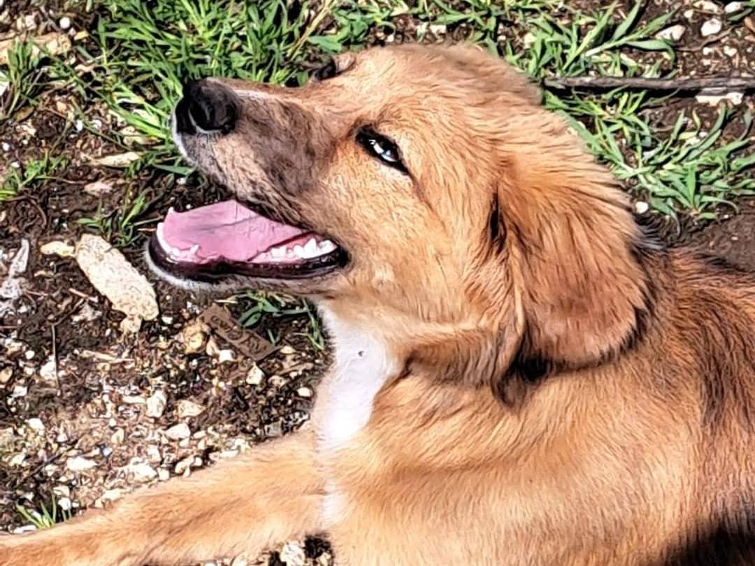 Adotta un cane, femmina, 5 mesi, Frosinone