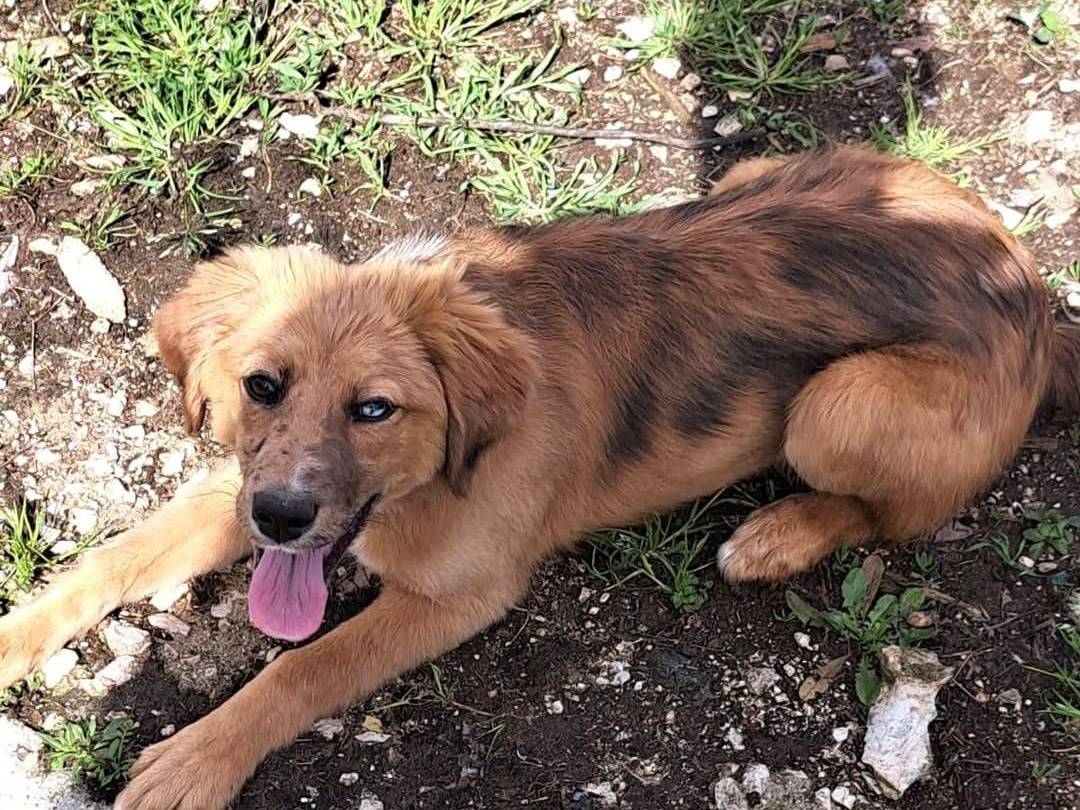 Adotta un cane, taglia piccola, femmina, Frosinone