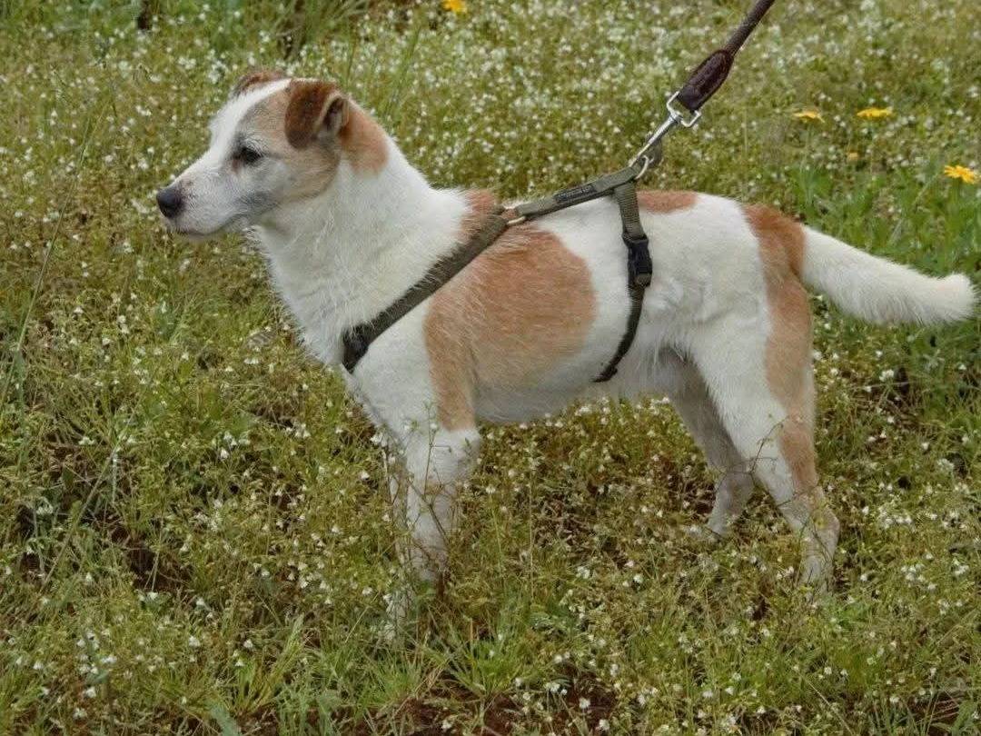 Adotta un cane, taglia piccola, maschio, Viterbo