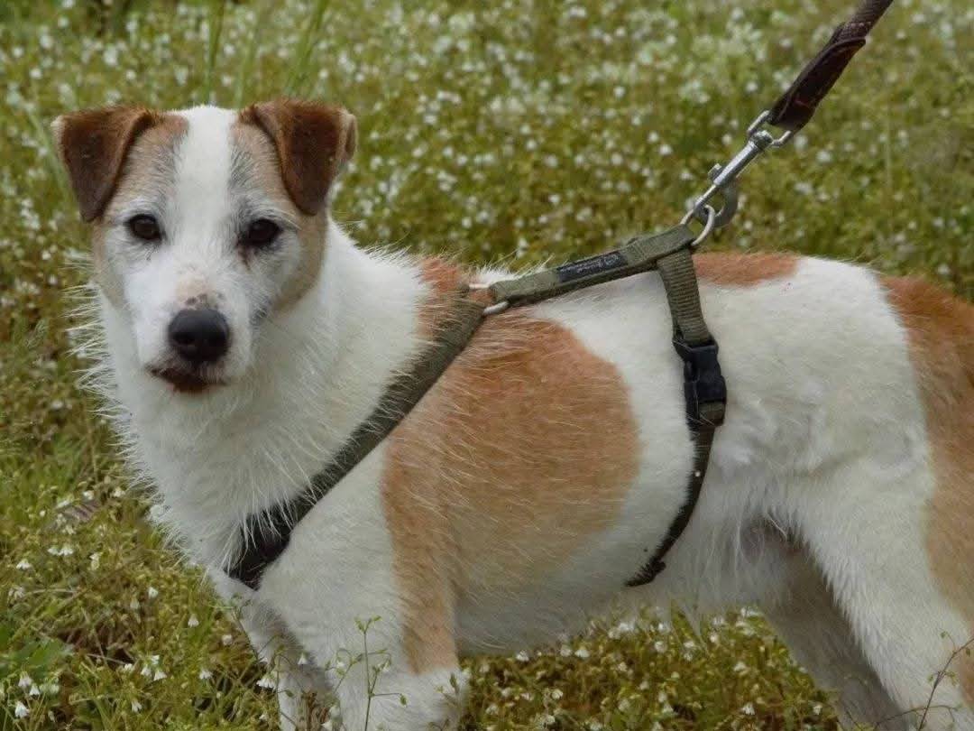 Adotta il cane Rey a Viterbo