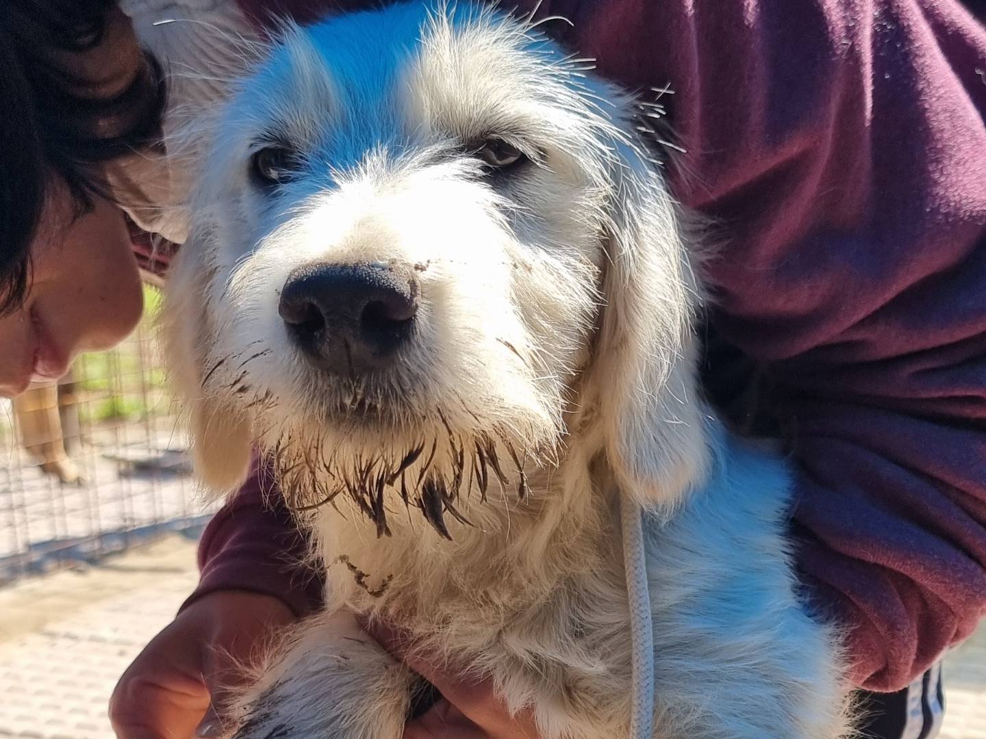 Adotta un cane, femmina, 4 mesi, Pavia
