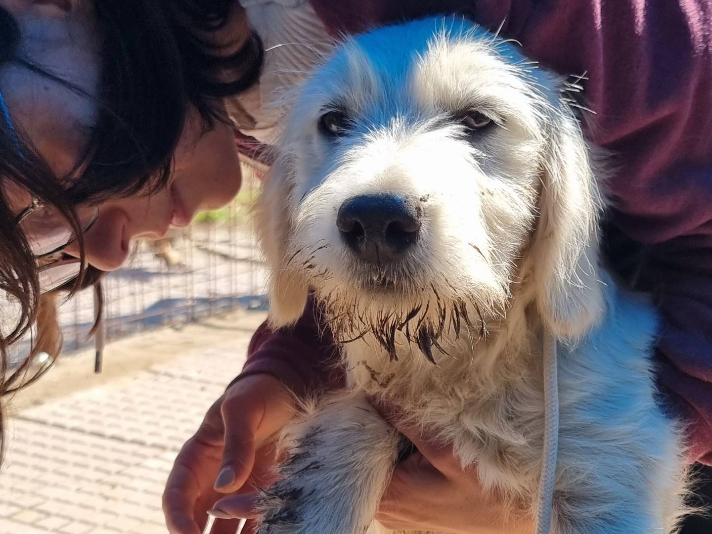 Adotta un cane, taglia media, femmina, Pavia