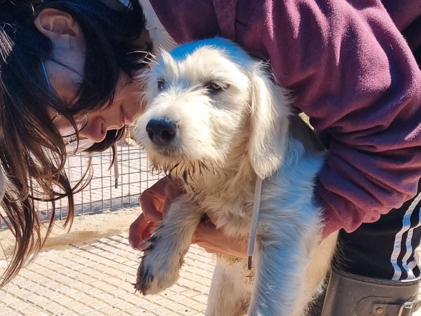 Vuoi adottare un cane a Pavia?