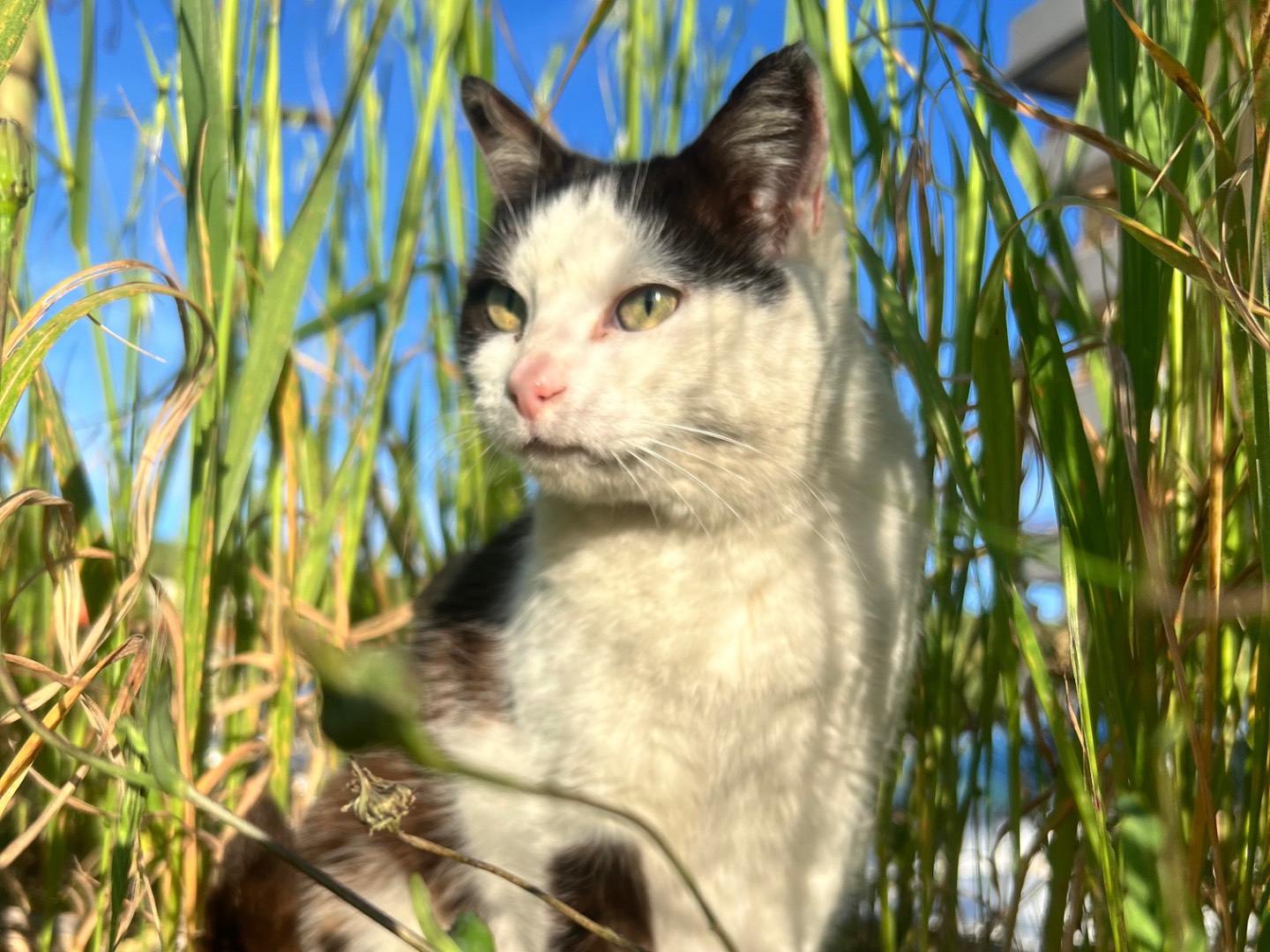 Foto dell'animale