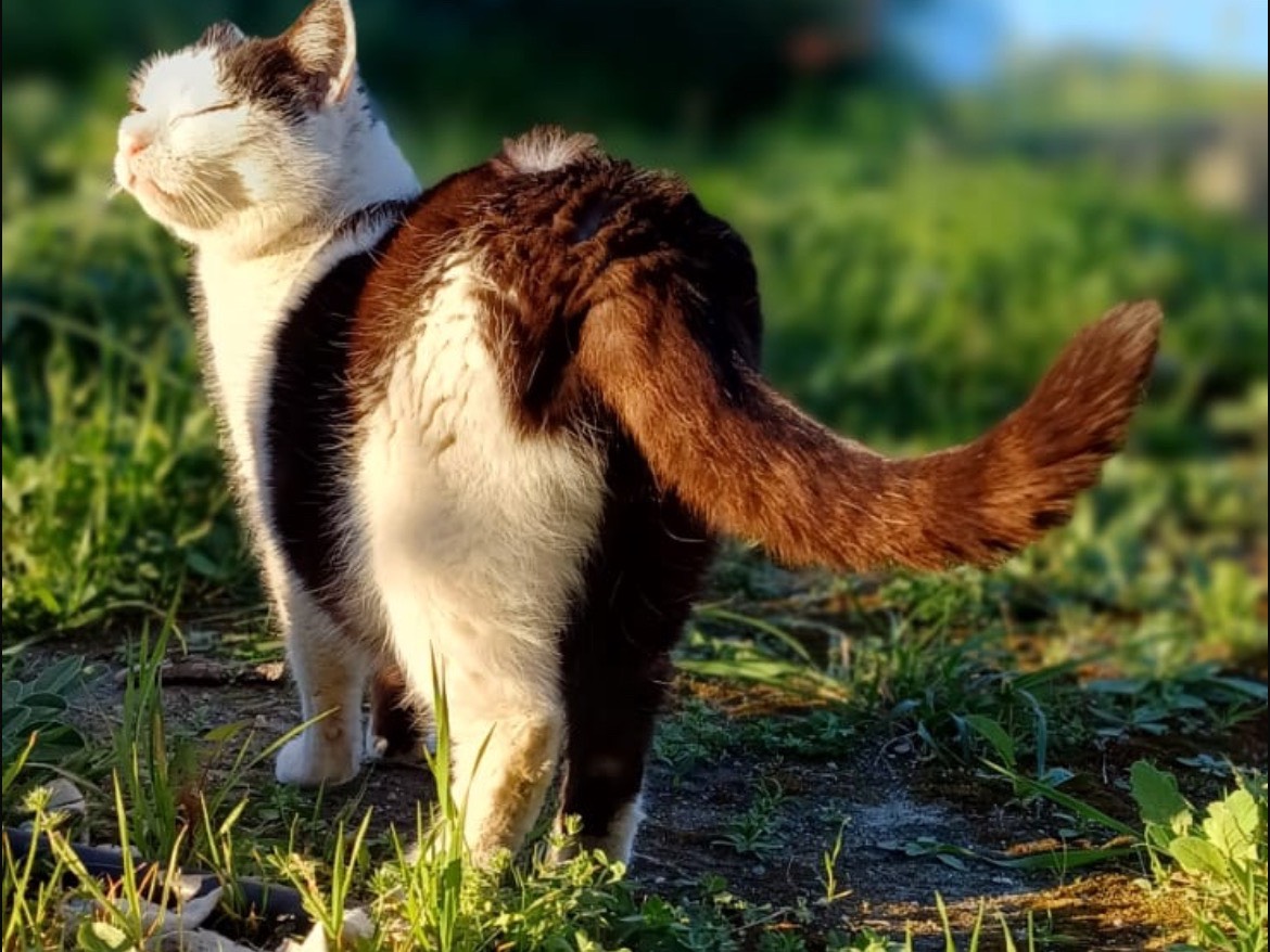 Adotta un gatto, femmina, 6 anni , Crotone