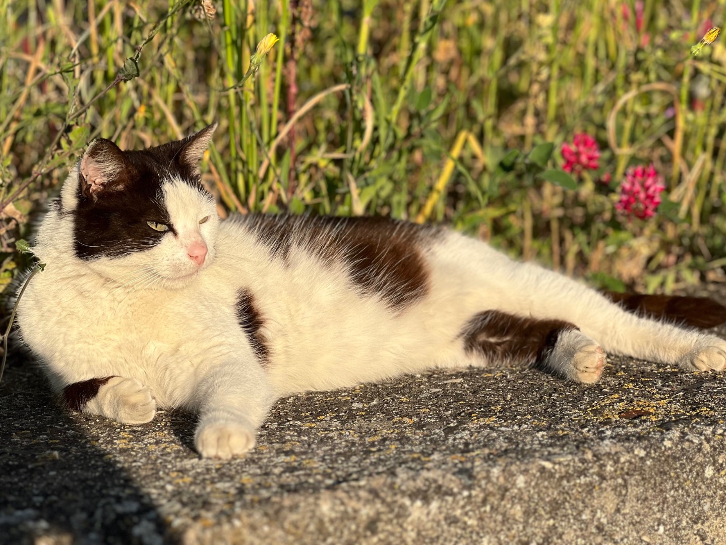 Adotta un gatto, taglia non valida, femmina, Crotone