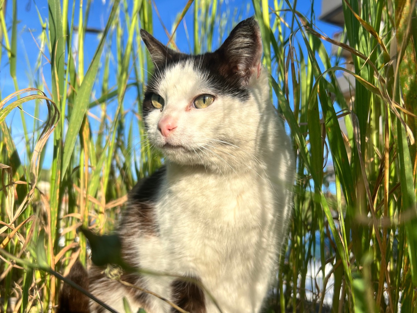 Vuoi adottare un gatto a Crotone?