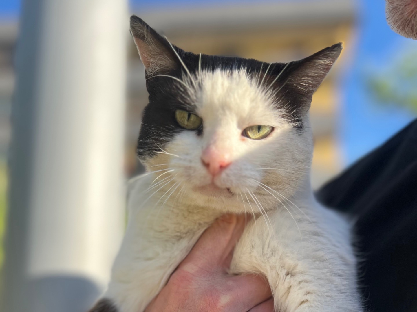 Adotta il gatto Jenny a Crotone