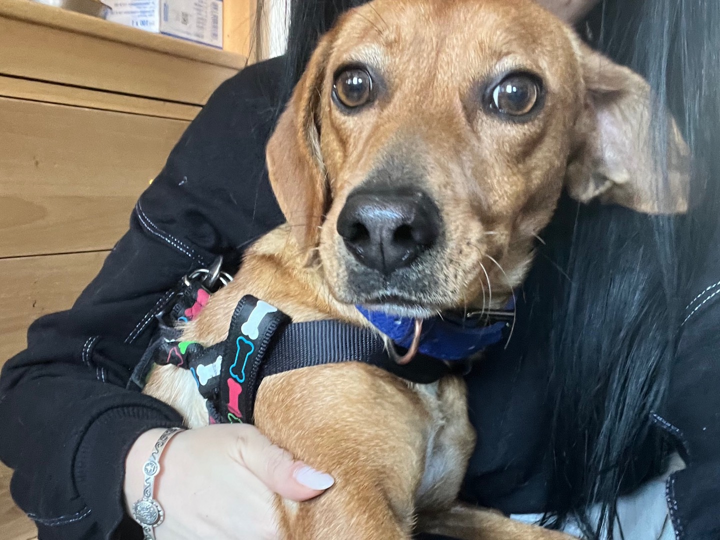 Adotta un cane, femmina, 1 anno e 7 mesi , Crotone