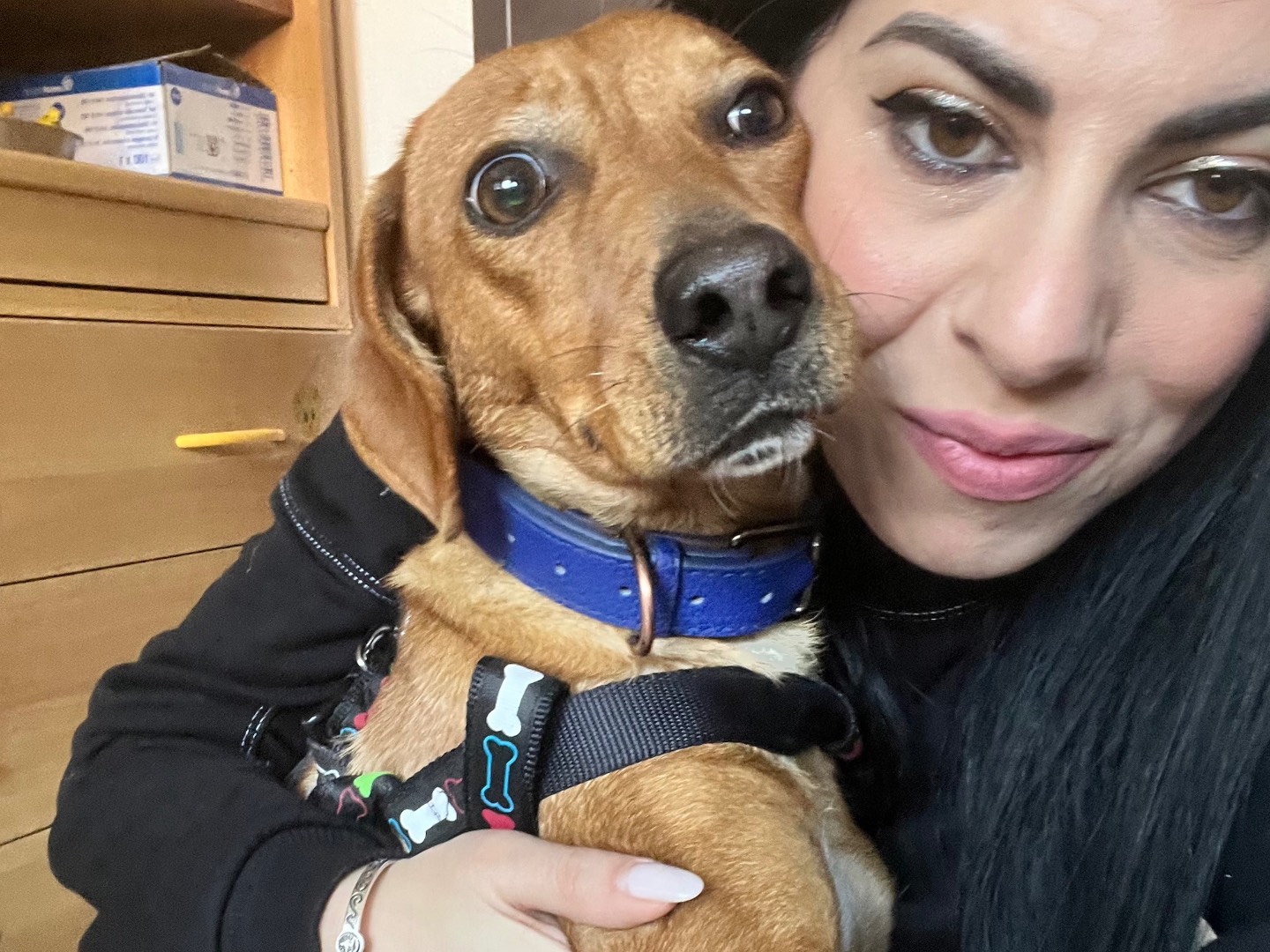 Adotta un cane, taglia media contenuta, femmina, Crotone