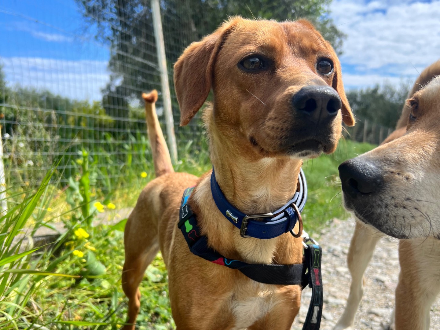 Vuoi adottare un cane a Crotone?