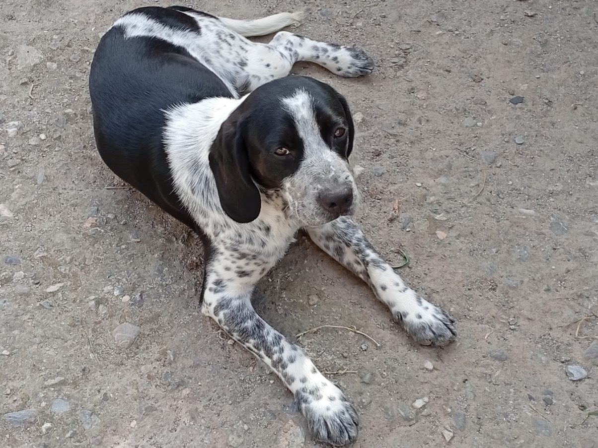 Adotta un cane, maschio, 8 mesi, Crotone