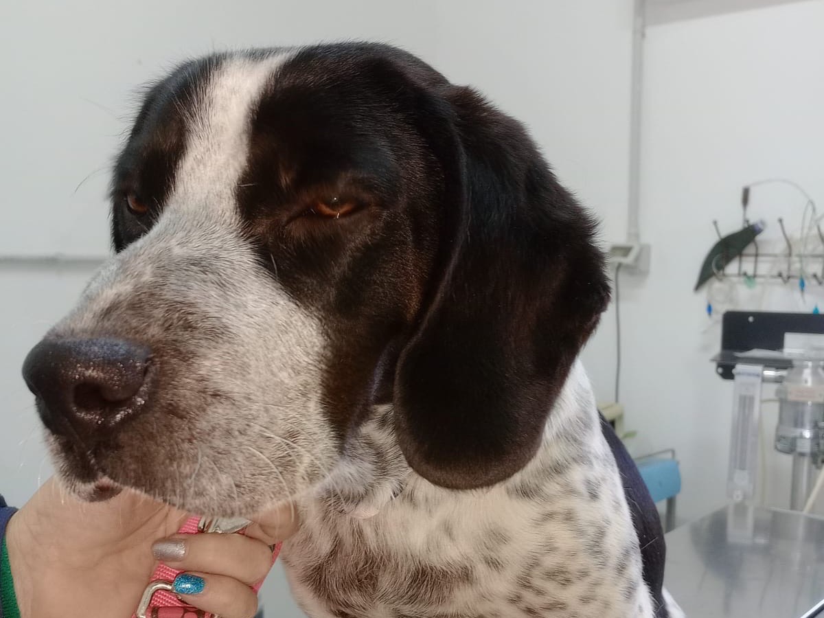 Vuoi adottare un cane a Crotone?