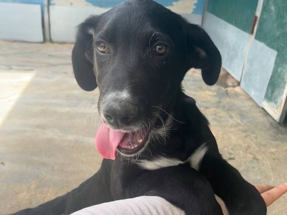 Adozione cane, maschio, Labrador Retriever Razza sconosciuta, 4 mesi, taglia media, Messina