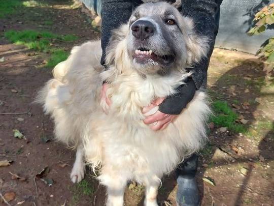 Adotta un cane, femmina, 6 anni  e 3 mesi , Viterbo