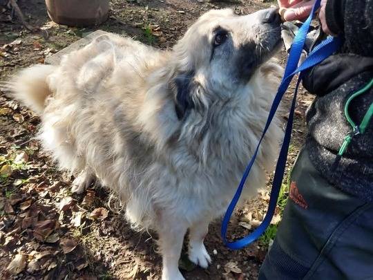 Adotta un cane, taglia media, femmina, Viterbo