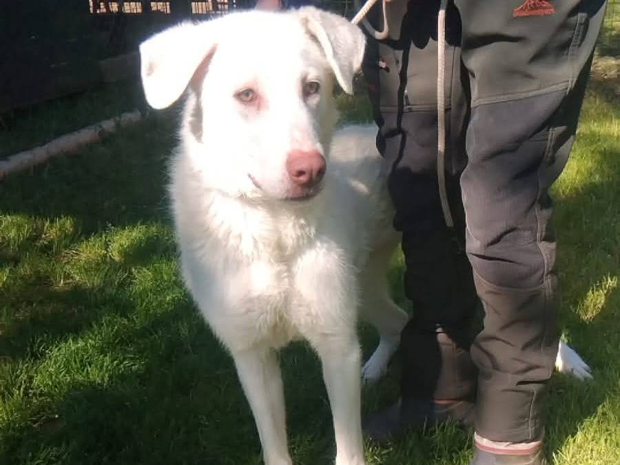 Adotta un cane, femmina, 2 anni  e 3 mesi , Viterbo