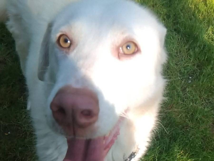 Adotta un cane, taglia media, femmina, Viterbo
