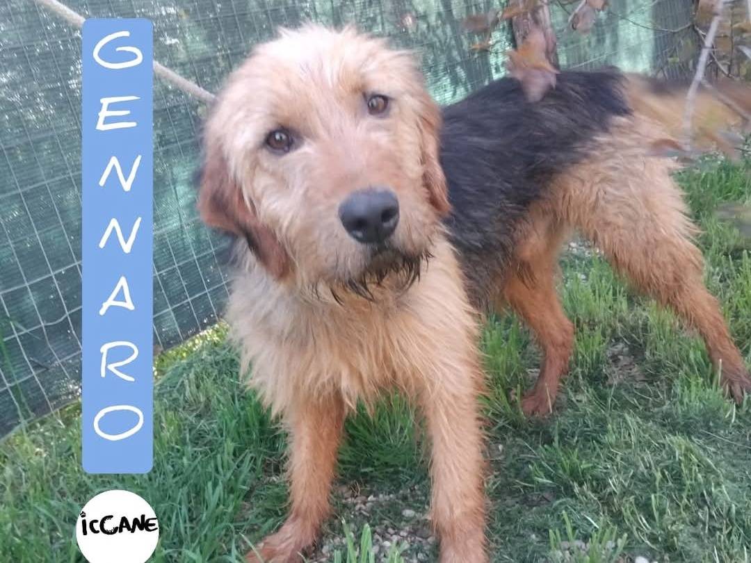 Adozione cane, maschio, Razza sconosciuta Razza sconosciuta, 5 anni  e 4 mesi , taglia media contenuta, Viterbo