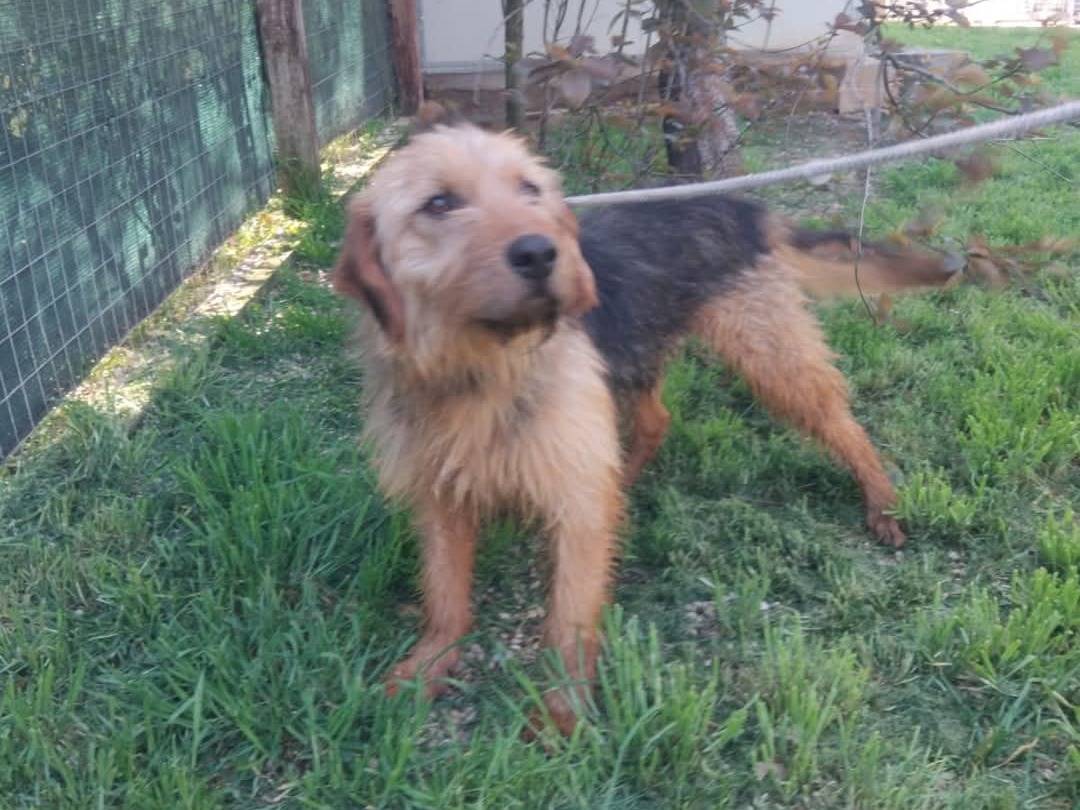 Adotta un cane, maschio, 5 anni  e 4 mesi , Viterbo
