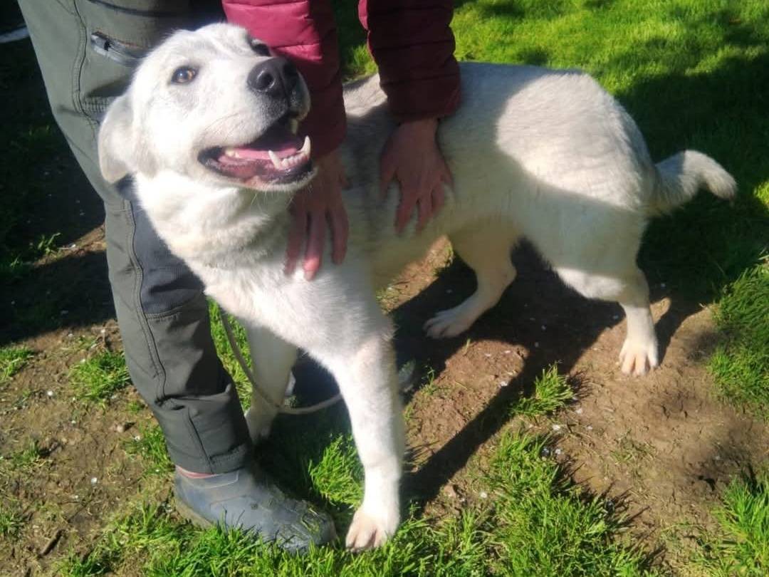 Adotta un cane, femmina, 2 anni  e 4 mesi , Viterbo