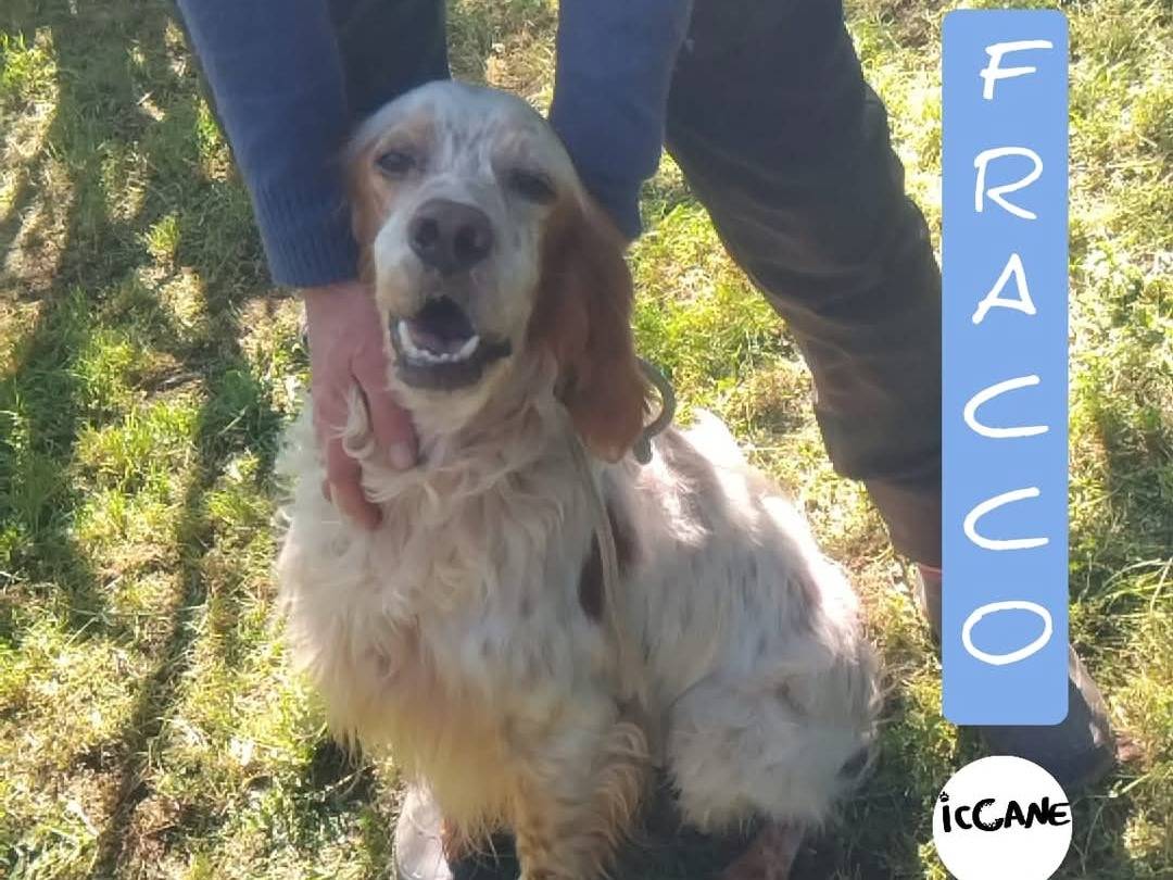 Adozione cane, maschio, Setter Inglese Razza sconosciuta, 4 anni  e 3 mesi , taglia media, Viterbo