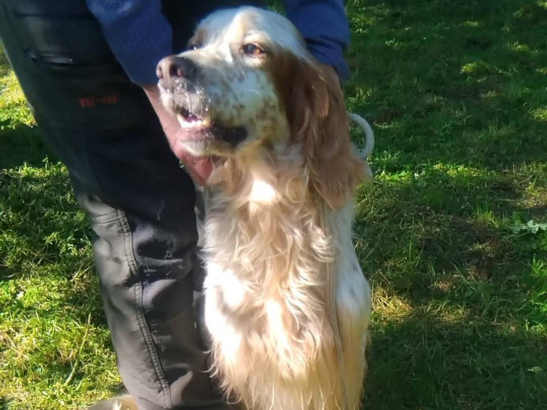 Adotta un cane, maschio, 4 anni  e 3 mesi , Viterbo