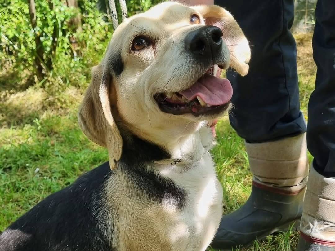 Adotta un cane, taglia media contenuta, maschio, Viterbo